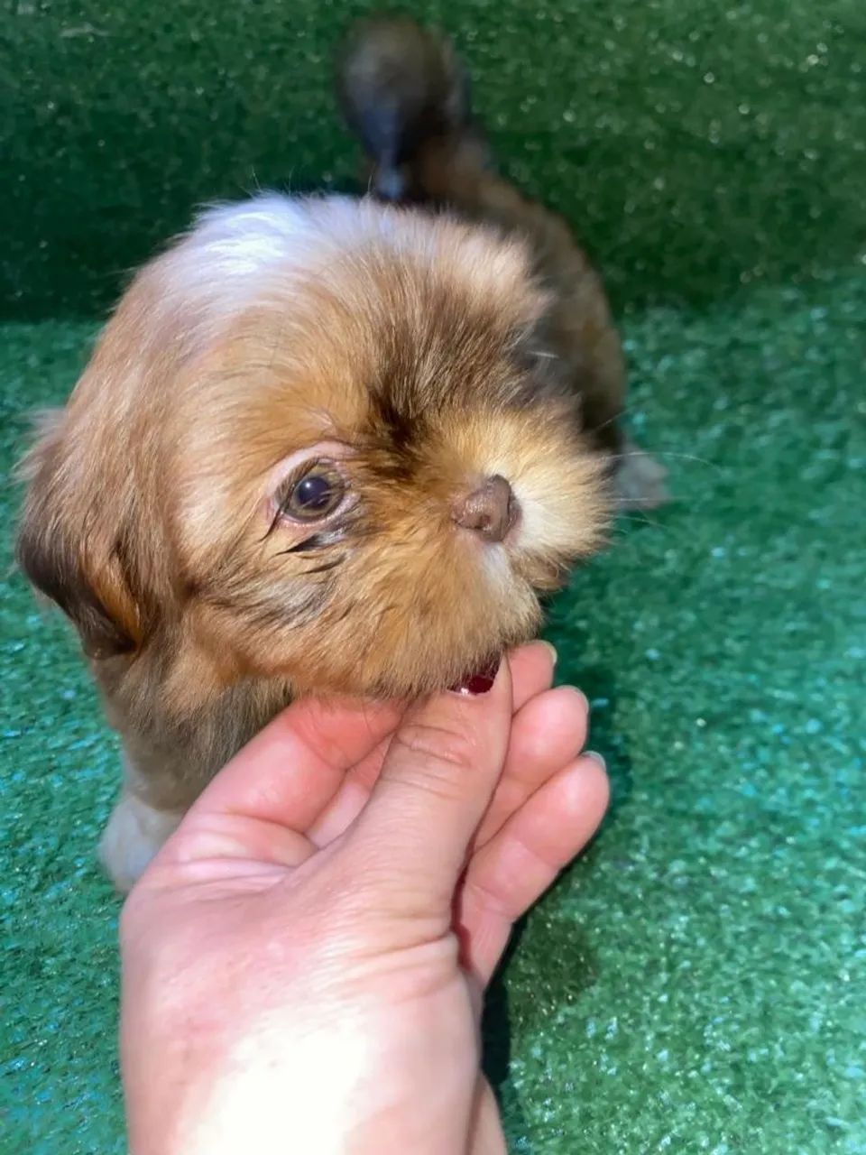 Shihtzu macho figado