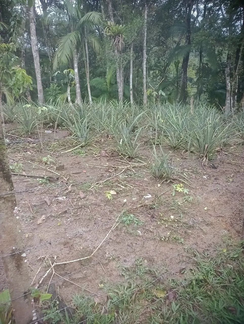Terreno à venda 