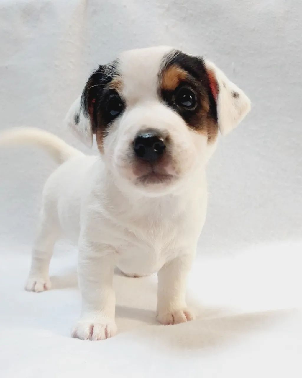 Jack Russell terrier 