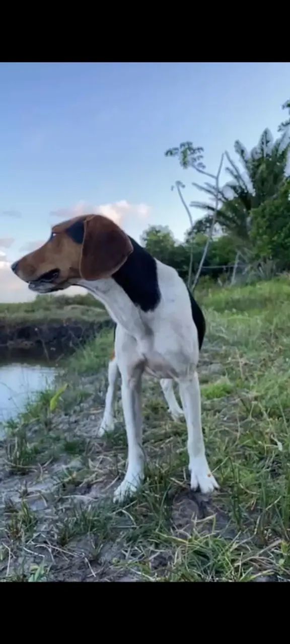 Cão fox serrano 2 anos e 2 meses  - Foto 2