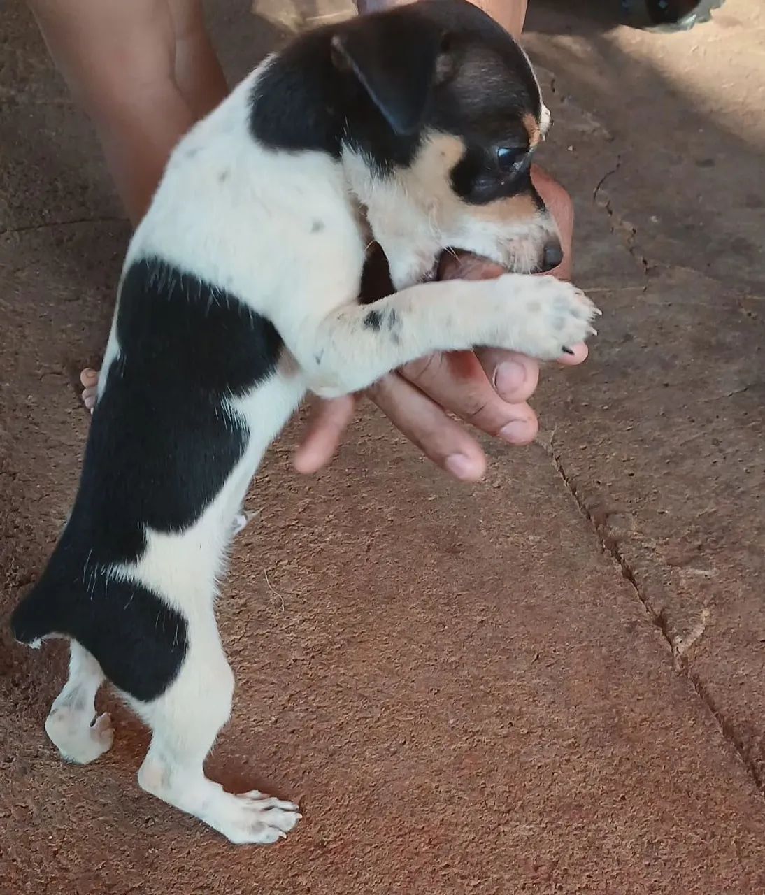 Pinscher - Foto 2
