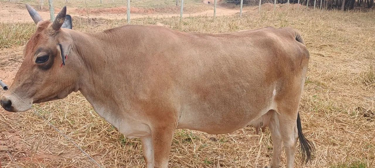 Vaca Jersey  - Foto 3