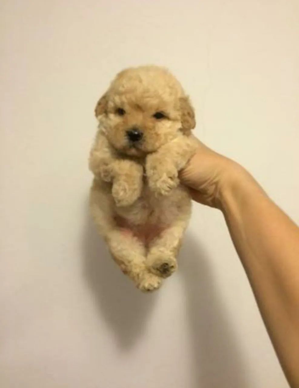 Poodle toy mine perfeitos  - Foto 4