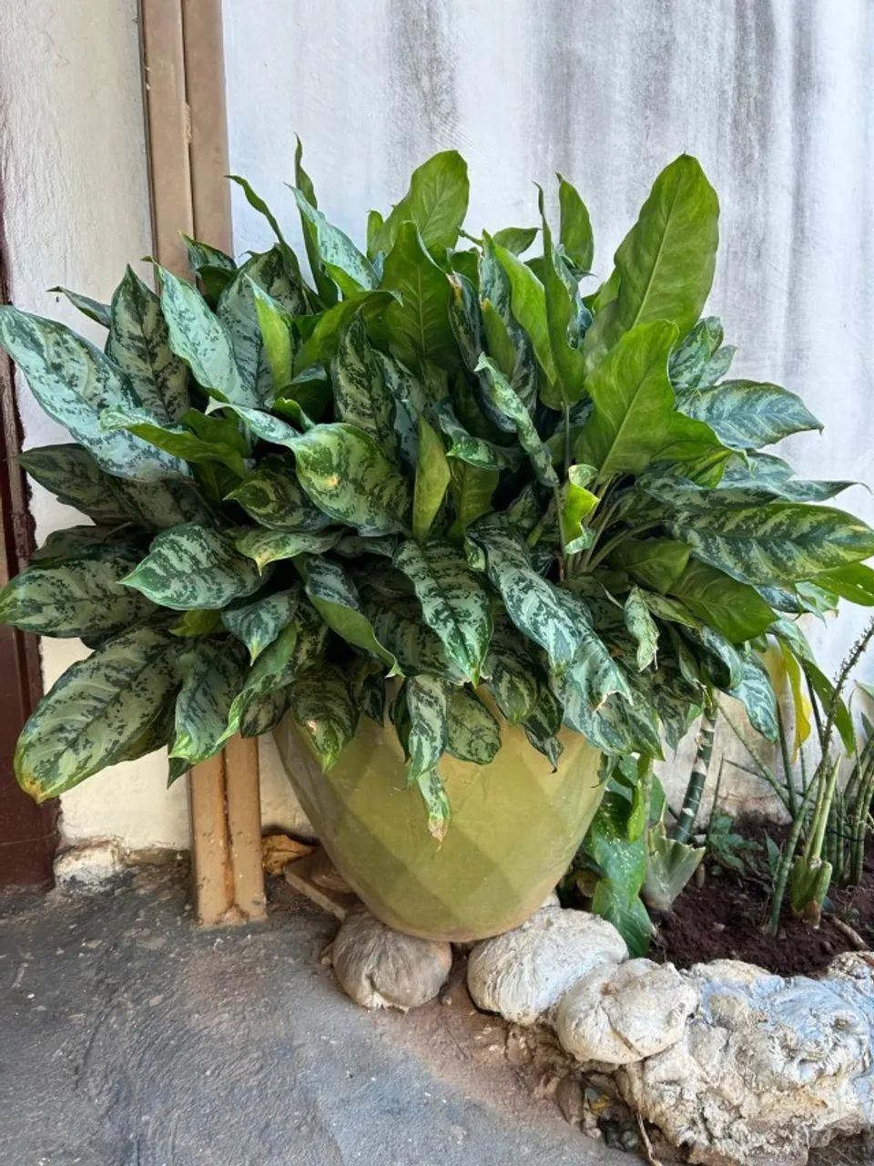 Plantas  - Foto 4
