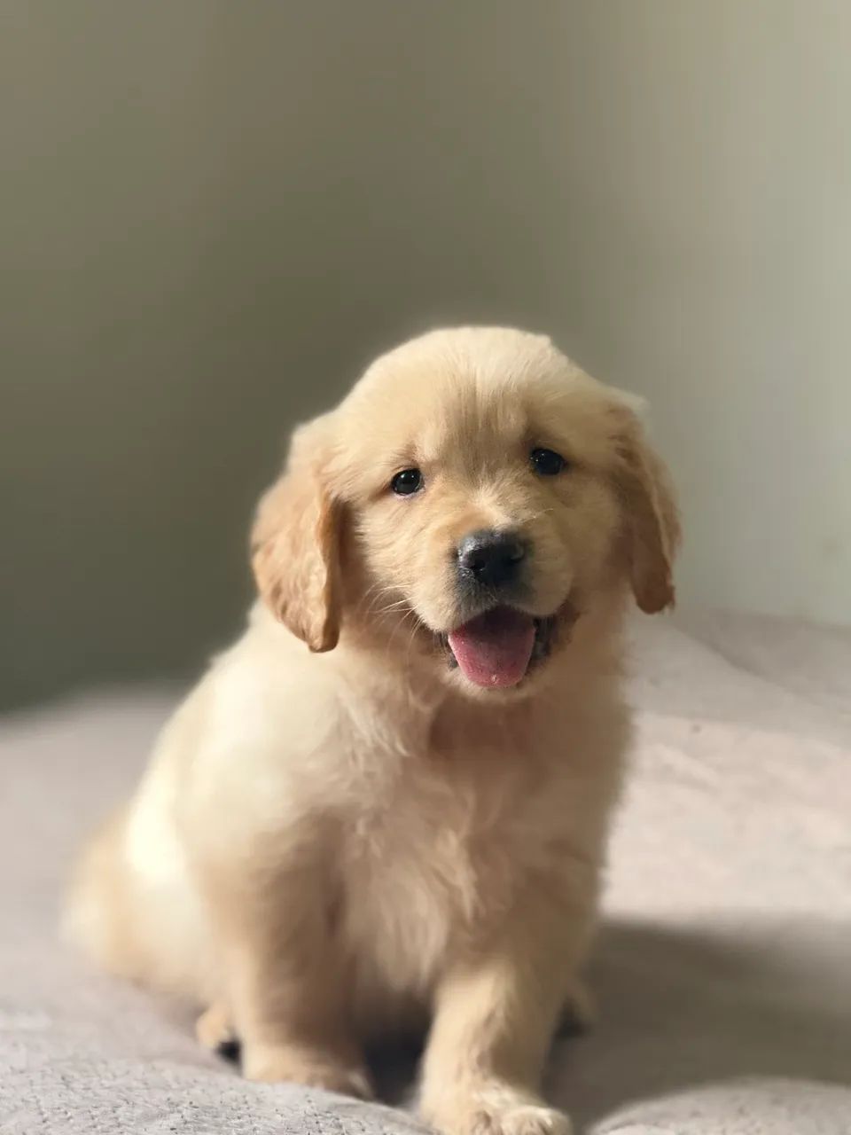 GOLDEN RETRIEVER  - Foto 3