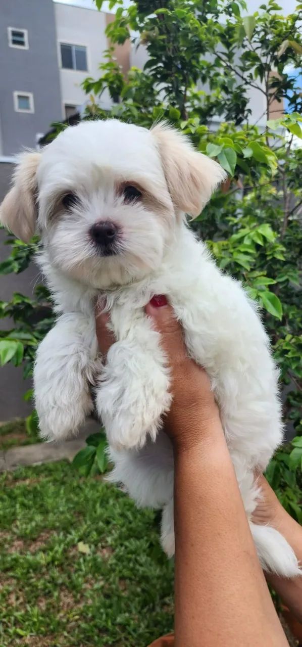 Maltês com Pedigree - Lindosss!!!