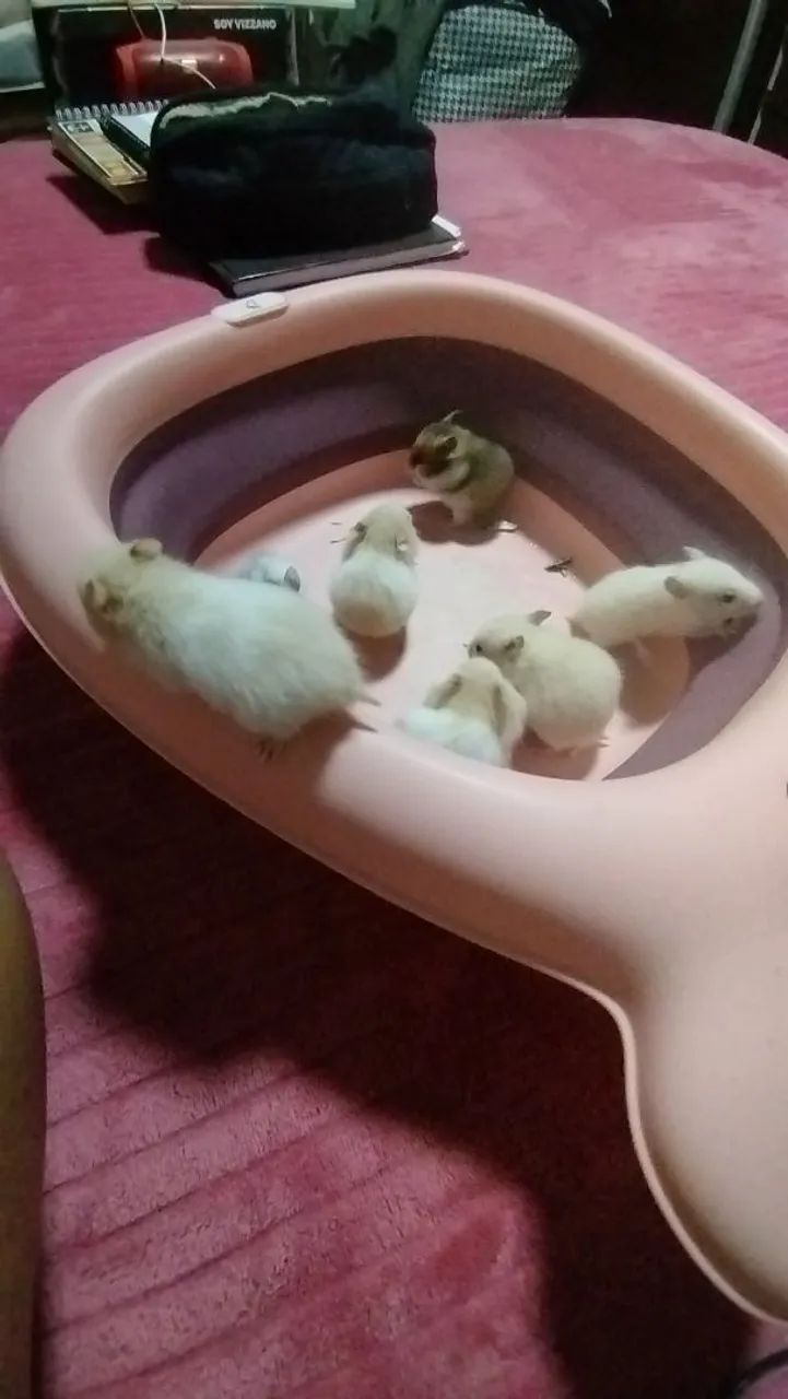 Hamster Sírios filhotes disponíveis  - Foto 5