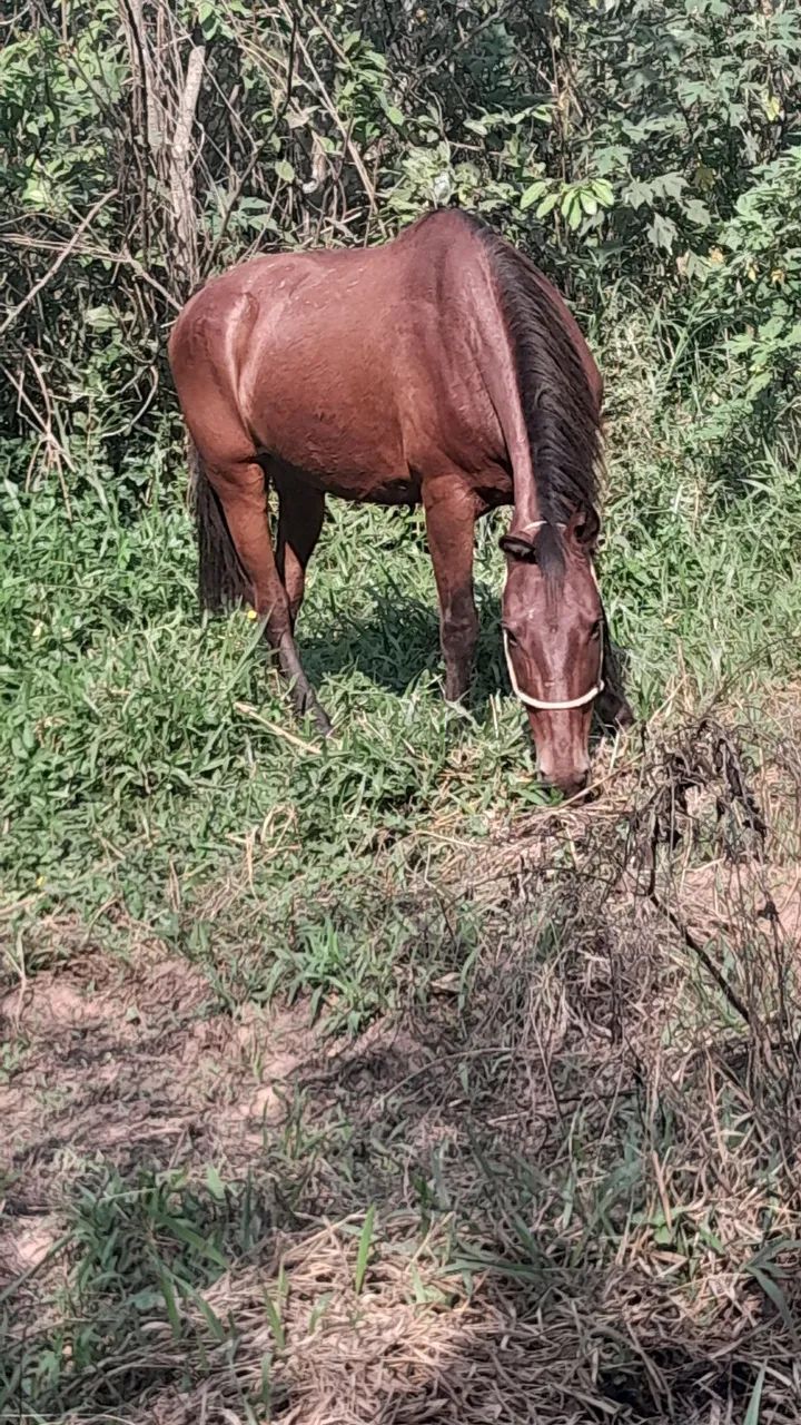 Cavalo - Foto 3