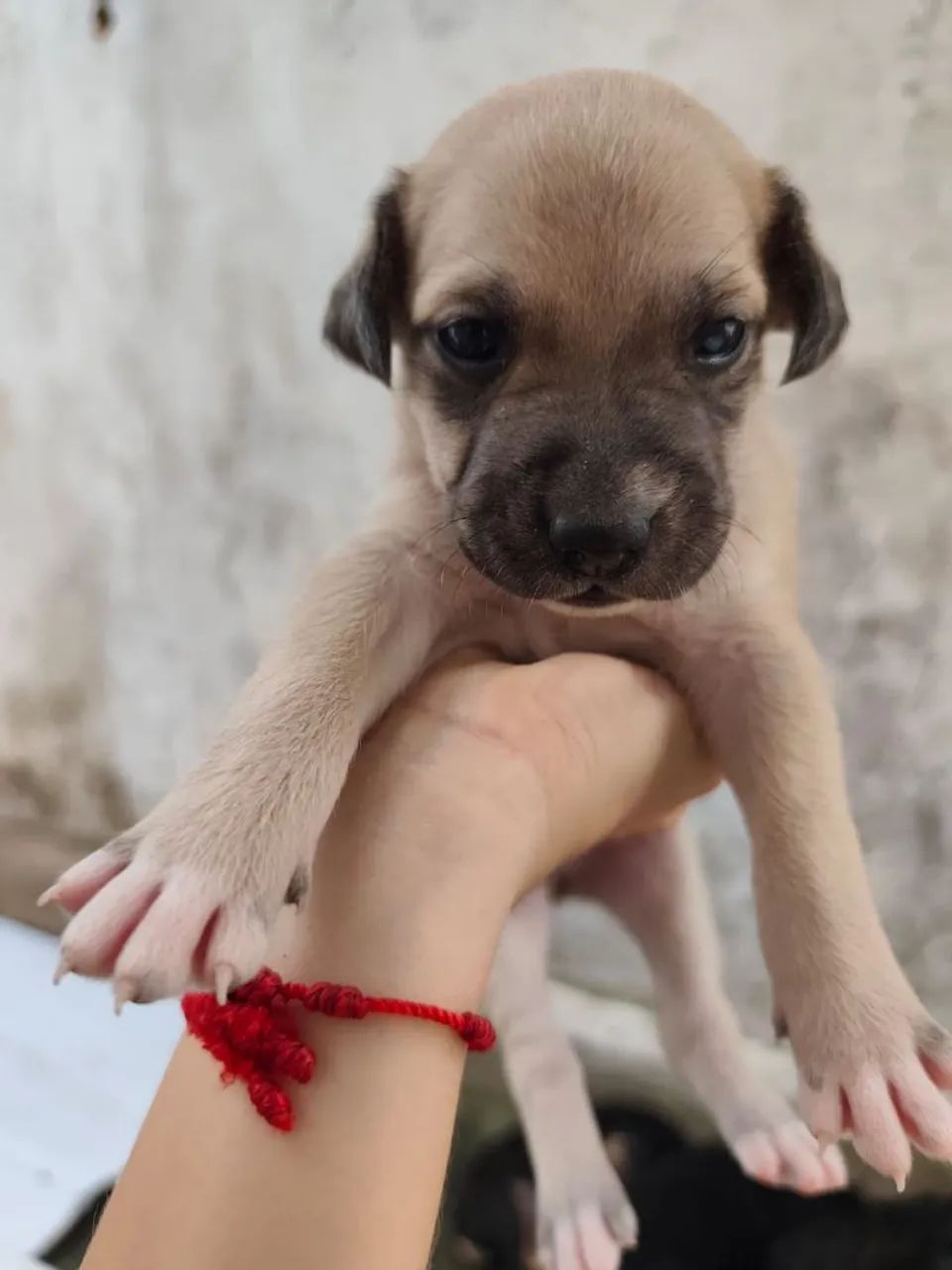 Adoção Filhotes Macho SRD - Foto 3