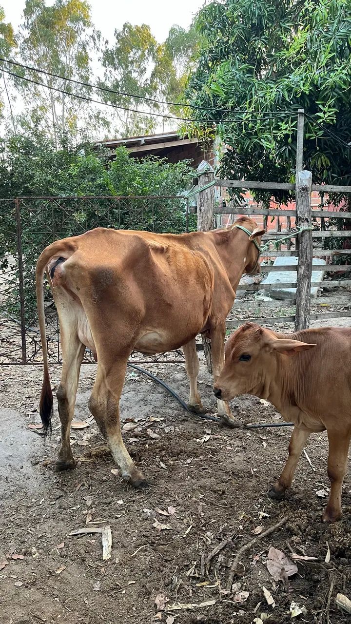 VACA PARIDA  - Foto 2