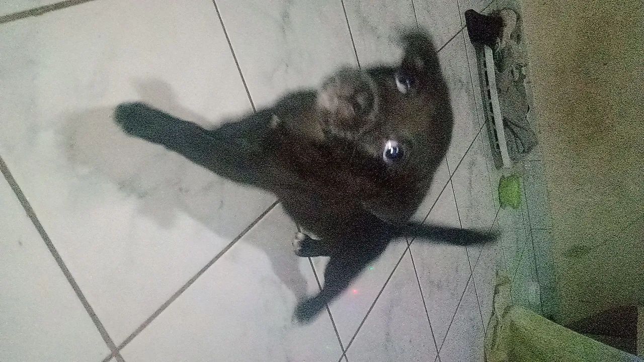 Doação de cachorro  - Foto 4