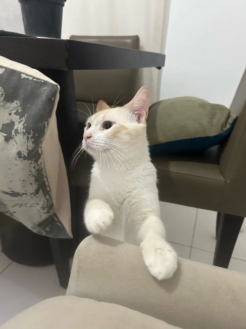 Gato para adoção 