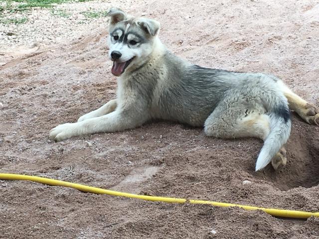 Husky siberiano fêmea
