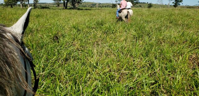 Fazenda a venda no extremo sul da bahia 170 ha - Foto 10
