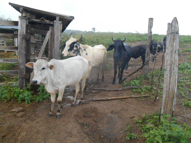 Fazenda 172 tarefas de terra com sede para criaçao de gado e cavalo e plantaçao - Foto 9