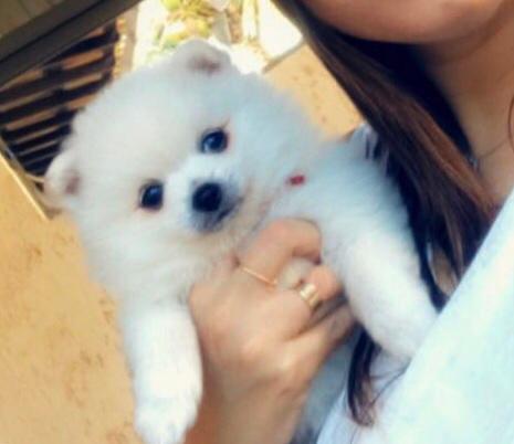 Lindos filhotes de Spitz Alemão / Lulu - Foto 2