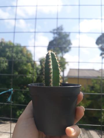 Cactos e suculentas