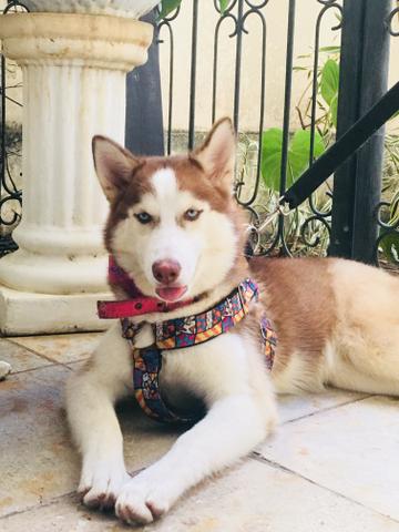 Vende-se linda husky siberiano - Foto 3