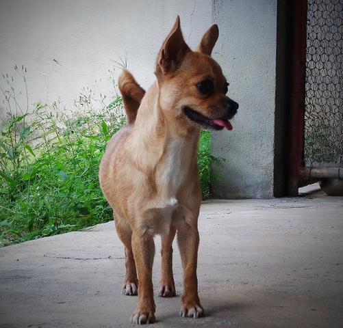 Filhotes machos disponíveis pai e mãe no local - Foto 6