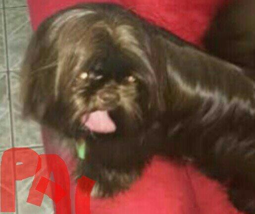 Lhasa Apso chocolate bebezinha porte mini já vacinada e vermífugada - Foto 2