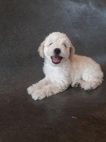 Lindo poodle n 1 Aceito cartões macho - Foto 2