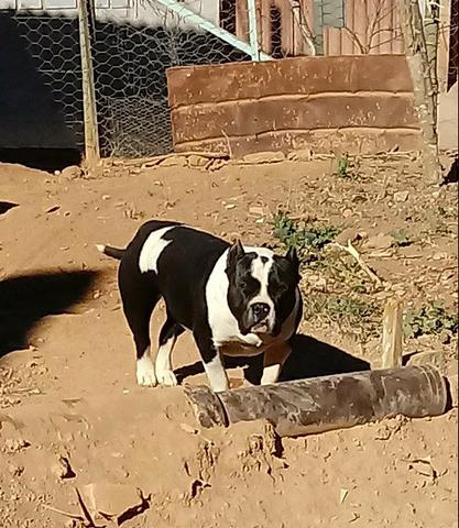 American bully - Foto 4