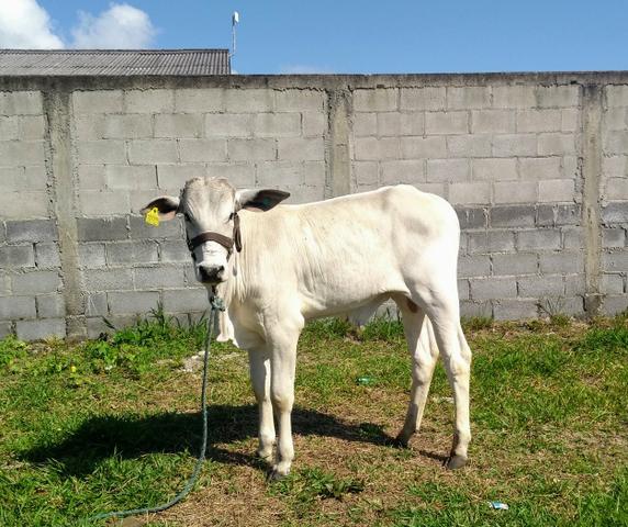 Novilho raça nelori - Foto 2