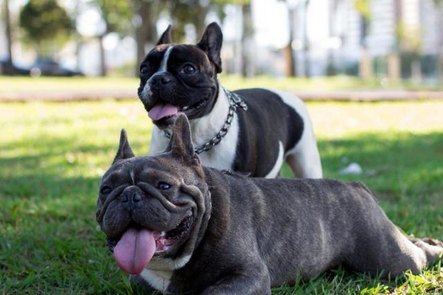 Bulldog Frances macho 75 dias - Foto 4