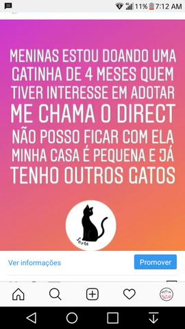 Gato para adoção