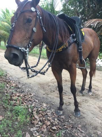 Vendo Potra QM