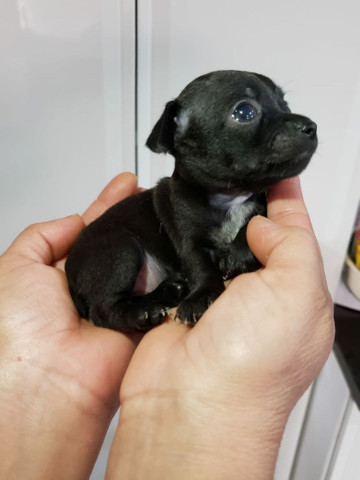 Filhote de Pinscher - Foto 2