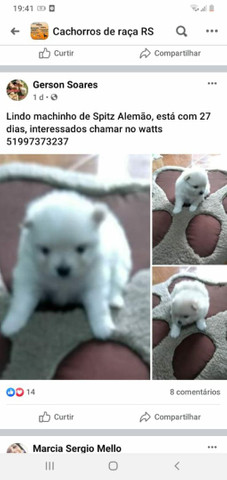 Spitz Alemão