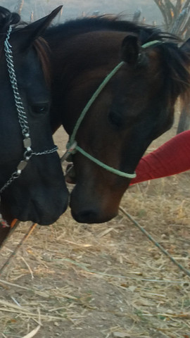 Cubra sua égua com filho do roxao