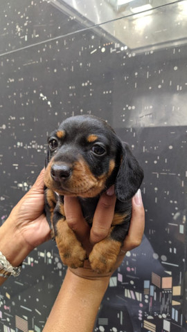 Teckel , lindos filhotes! com pedigree - Macho e Fêmea - Foto 3