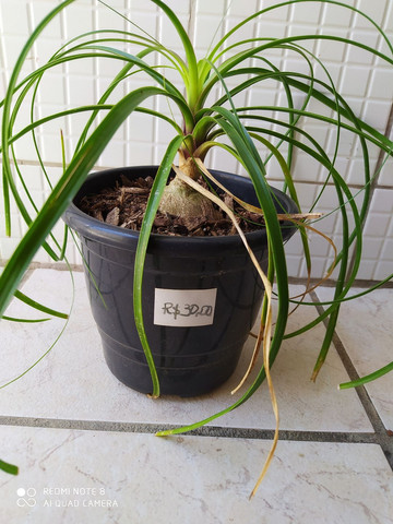 Plantas