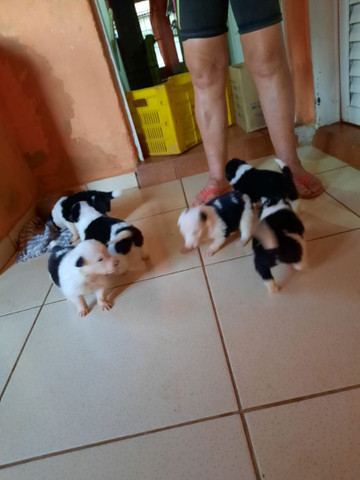 Border collie fêmeas ótimo padrão