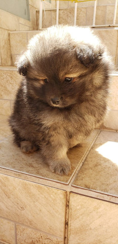 Spitz Alemão - Com pedigree - Foto 4