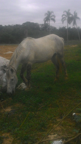Vendo cavalo tordilho negro - Foto 4