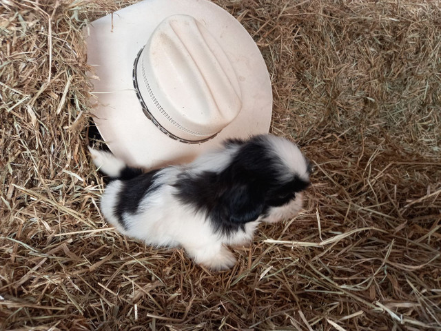 Shih tzu macho opção de pedigree - Foto 4