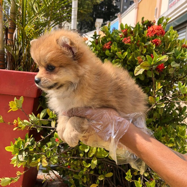 Spitz Alemão - Com pedigree