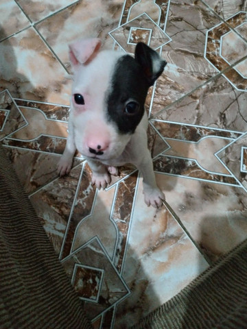 Pitbull filhote