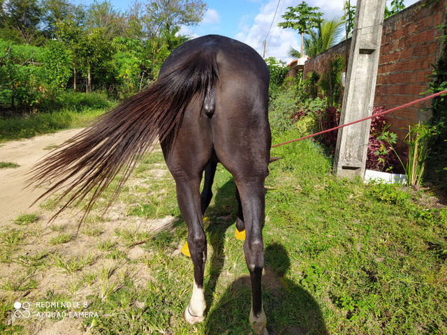 Vendo égua 7 anos - Foto 4