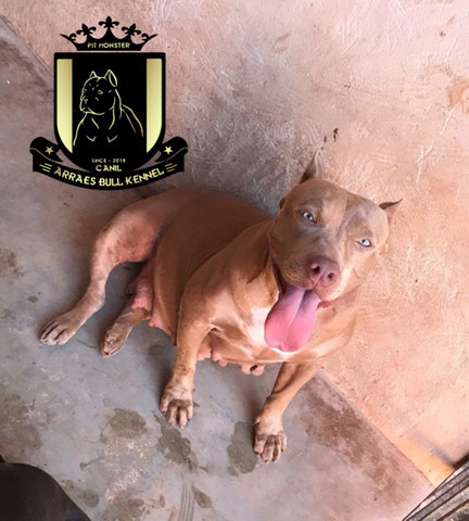 Filhotes pitbull