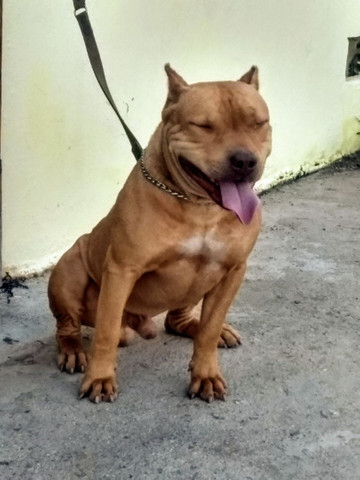 Disponível pra cruzar - Foto 2