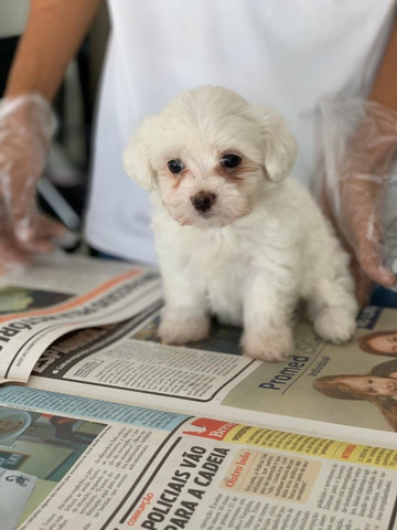 Maltês, filhotes com garantia de saúde, pedigree e auxilio veterinário, venha conferir! - Foto 2
