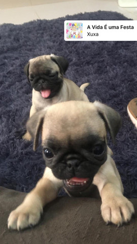 Filhote de Pug