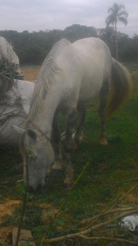 Vendo cavalo tordilho negro - Foto 2