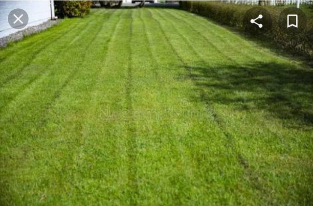 Jardinagem - Foto 2
