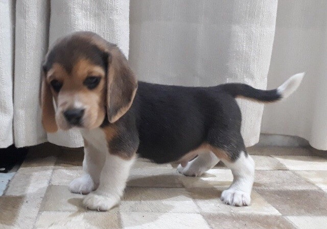 Beagle - Mini 13 Polegadas - Foto 2