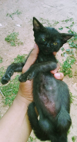 Gatos siamês - Foto 5